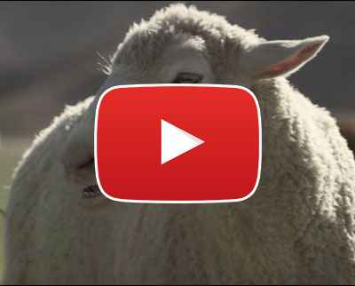 goatyoutube